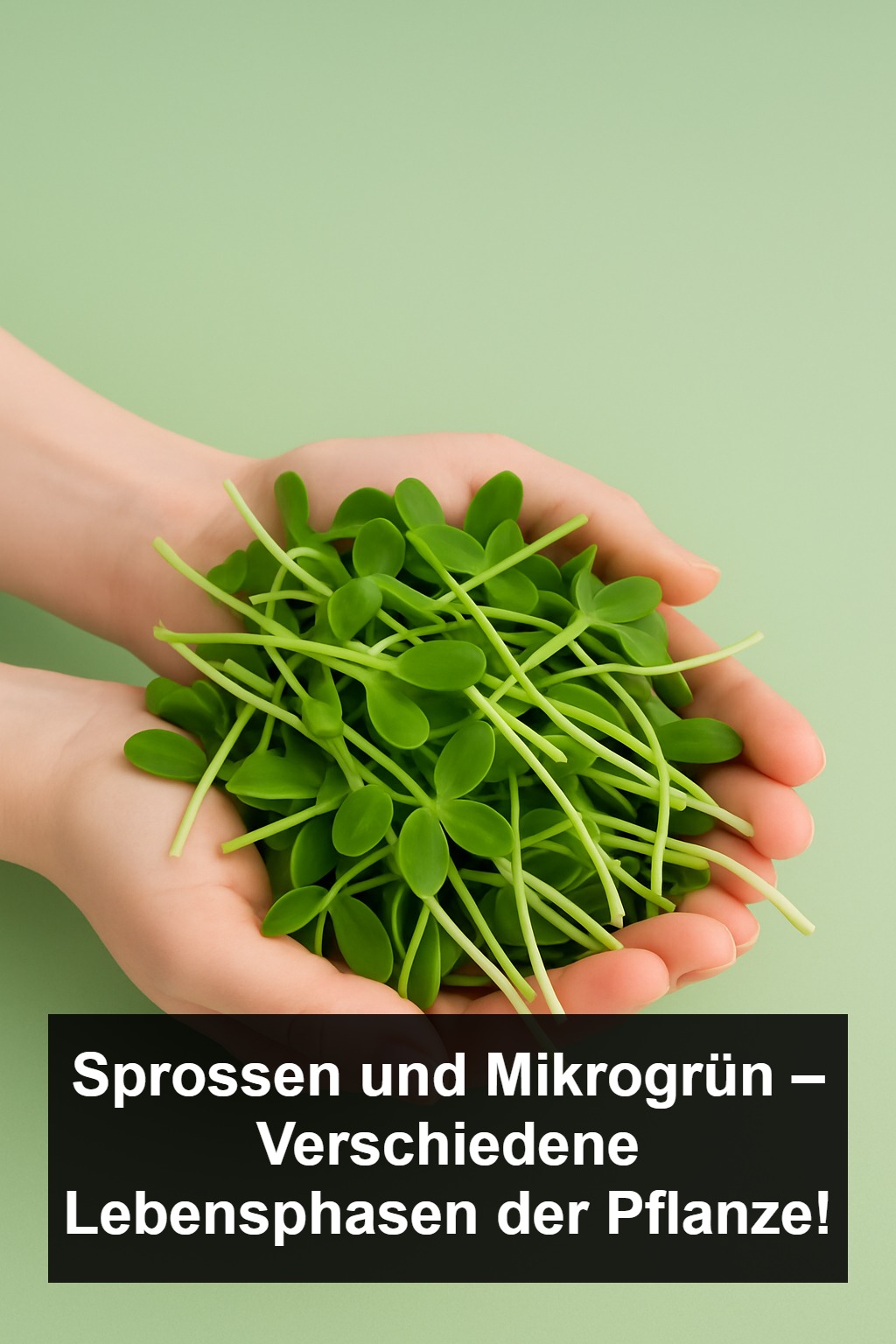 Nahrung der Zukunft: Sprossen und Mikrogrün?